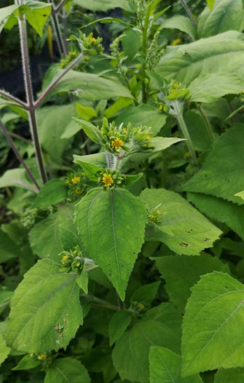 日月峡中草药860毛梗豨莶