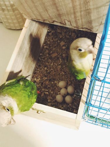 小鹦鹉一共生了五颗蛋,哈哈,坐等小鸟出壳!