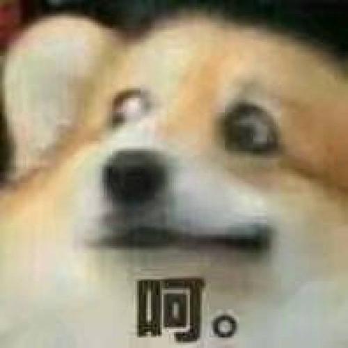 聊天 斗图 表情包 柯基 狗子表情包 呵呵 冷笑 高糊