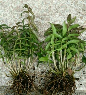 0/棵 铁皮石斛种苗  铁皮石斛种苗