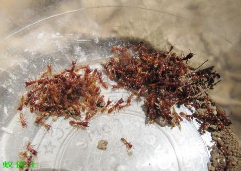 发现东方植食行军蚁