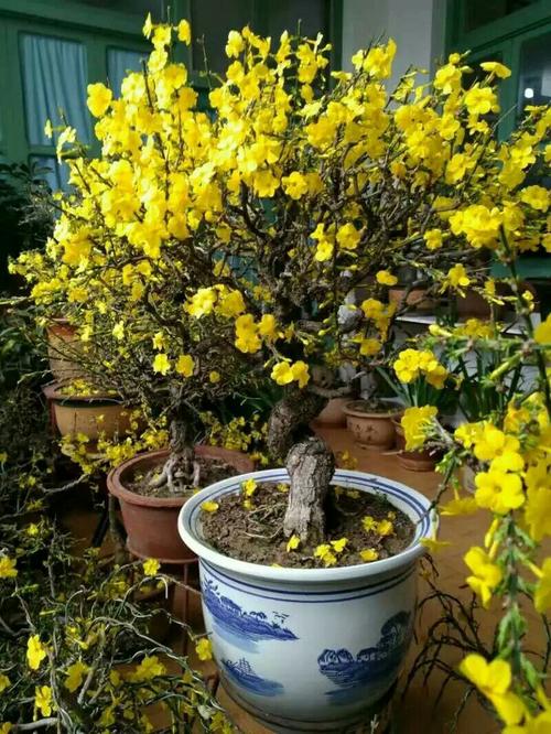 虎蹄迎春,贺佳节快乐