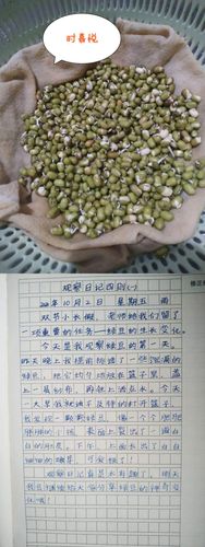 观察日记四则——豆芽成长记