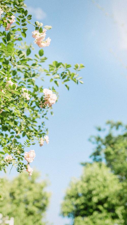 小清新绿色护眼高清手机壁纸图片