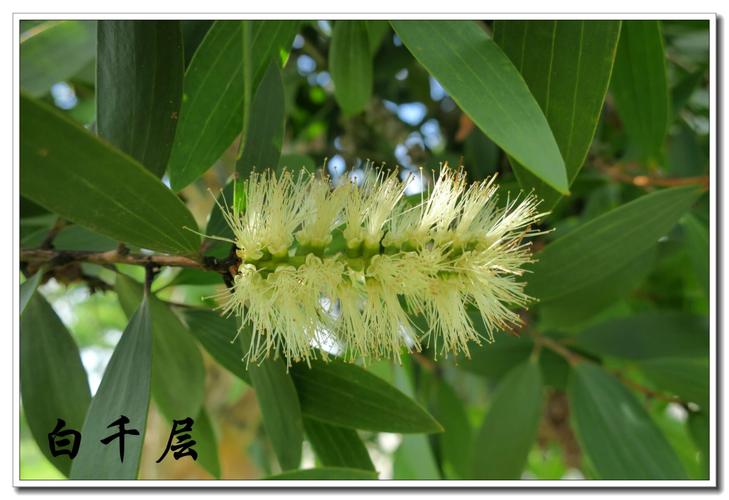 白千层,名字根据它一层层易剥落的白色树皮,如果根据花,则应该叫"瓶刷