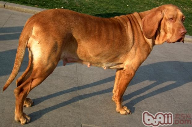 常州市民家的英国猎犬——寻血犬;; 常州市民家的英国猎犬——寻血犬