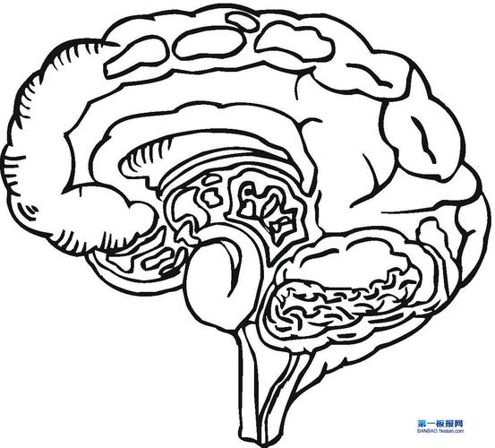 人脑简笔画