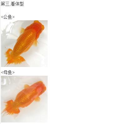 兰寿金鱼歪着身子 金鱼如何分辨公母?例如兰寿!谢谢!