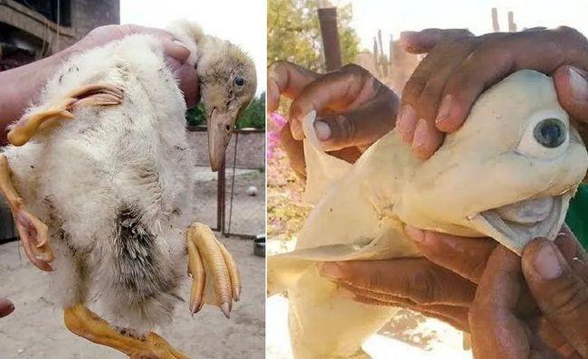 日本发现同时拥有三种性别的生物跟日本福岛核泄漏有关吗