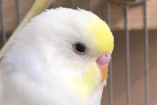 虎皮鹦鹉有多少个品种附图片对比看完刷新你的认知