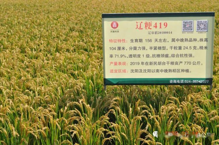 今日农技太可惜水稻收割掉落的稻粒巧处理