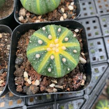 多肉植物盆栽 仙人掌科星球属植物 小型仙人球星兜 菲