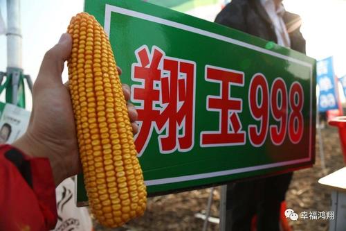 翔玉998玉米种子 翔玉998谁种谁发家