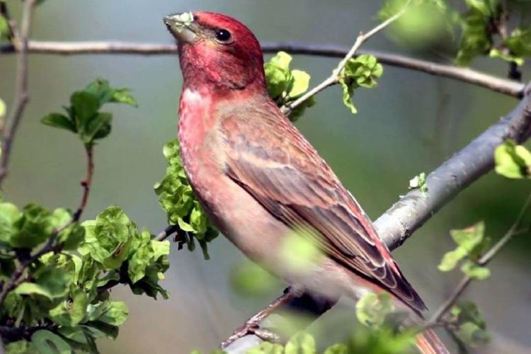 常见鸟类图片名称-1