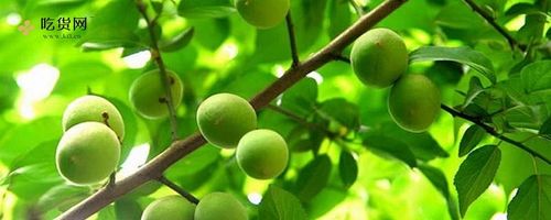 青梅是什么水果青梅是什么青梅是杏吗
