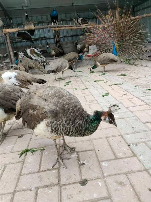 一个月孔雀苗图片蓝孔雀苗养殖技术孔雀养殖厂家