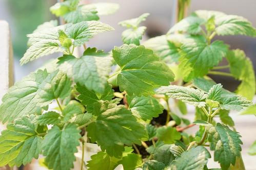 12.26  之前超级弱小的苗猫薄荷,也长大了,这周准备换爱丽丝盆