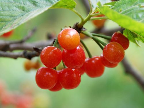 送你一束红樱桃 4