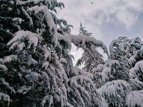 今年的雪真的绝了_雪景_雪松_出行_传统景点攻略