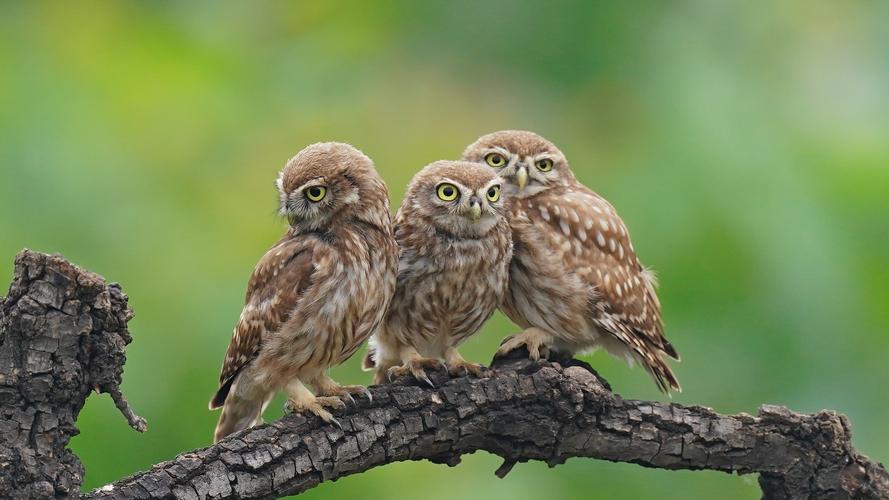 超萌中的猛禽—纵纹腹小鸮