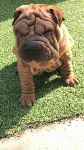 漳州宠物 漳州狗狗 漳州沙皮犬  1/6