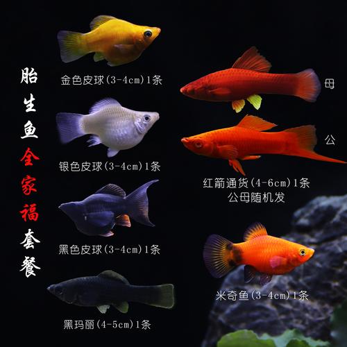 活体箭鱼观赏鱼高鳍红剑尾鱼米奇胎生热带鱼皮球玛丽鱼