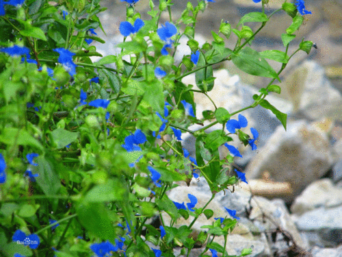 全草长至60cm,黄绿色,老茎略呈方形,表面光滑,具数条纵棱,直径约2mm