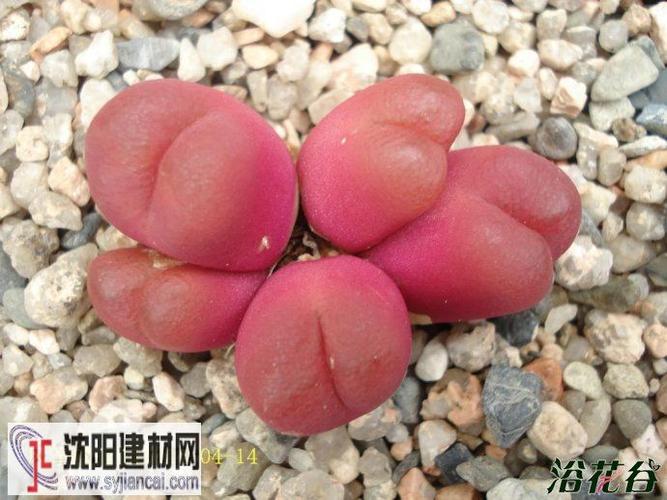 红色毛汉尼conophytum maughanii"red"