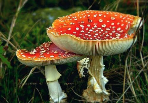 《红色毒蝇伞毒蘑菇》一枝花-协助拍摄