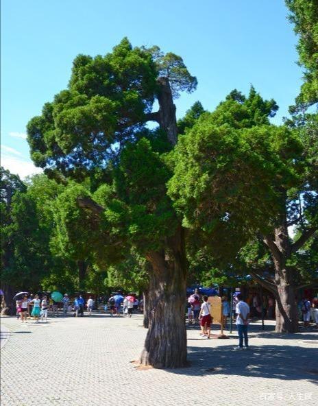 常青树……咏松