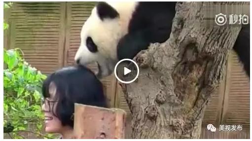 大熊猫吃人?五一出游,千万看好自家熊孩子!
