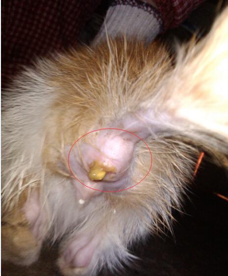 是脱肛吗?(有图,嫌弃勿进哦)