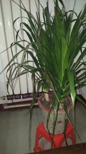 急急急,这个龙血树是怎么了,叶子上有黑点,从叶子根部