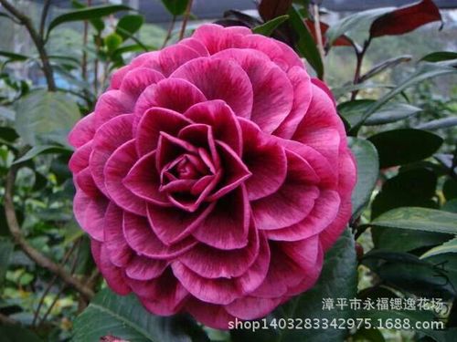 原生扦插贝拉茶花杯苗 红叶贝拉茶花又名紫叶贝拉大玫瑰 .