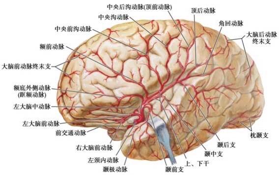 脑部的血液循环(一)