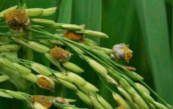 水稻稻曲病主要危害什么部位