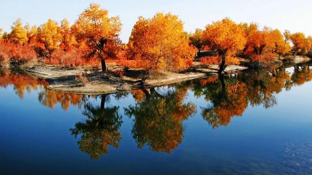 沙雅县:魅力沙雅丨沙雅胡杨醉金秋 景区迎来旅游热