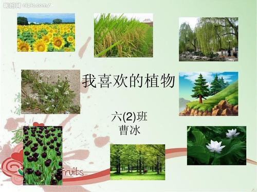 我喜欢的植物ppt
