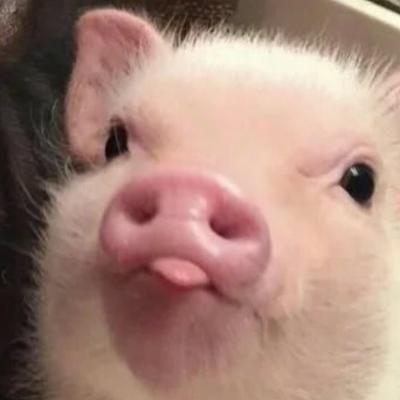 男生猪头头像图片