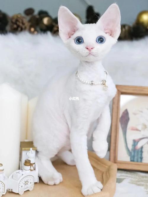 德文卷毛猫求推荐_德文卷毛猫_阪急百货攻略_阪急_宠物_猫_晒猫