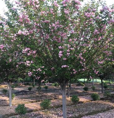 日本晚樱,日本晚樱5_10公分,多少钱,价格