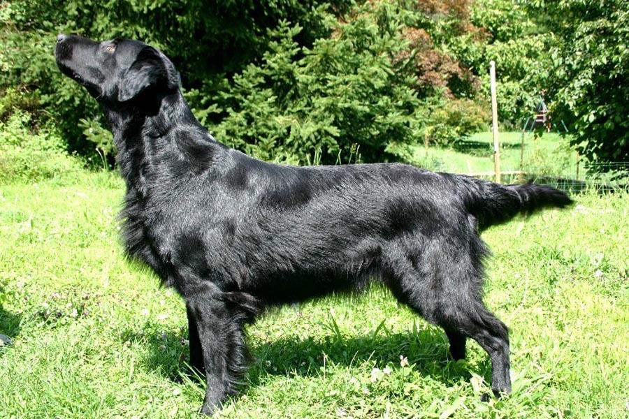平毛巡回猎犬(flat-coated retriever)原产英国.起源于19世纪.