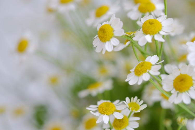 文艺气质超群的洋甘菊