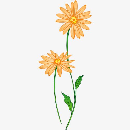 关键词 : 手绘,金盏菊,菊花,插画