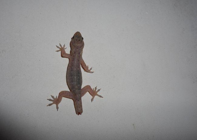 的尾巴还会自己扭动,弹跳,用以吸引捕食者的注意力古人对于壁虎的理解