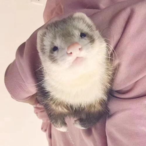 宠物貂活体雪貂活物安哥鲁貂幼崽安格鲁貂玛雪儿小型萌宠懒人宠物