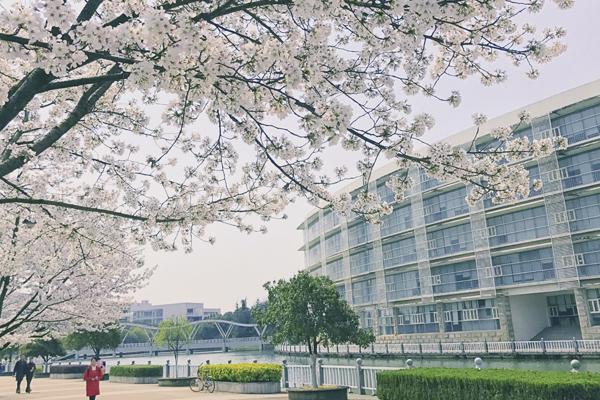 【今日头条】湖北经济学院赏花季:你来时,柳枝刚绿,樱花正盛,风景醉好