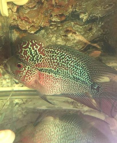 泰国罗汉鱼精品蛇纹马骝