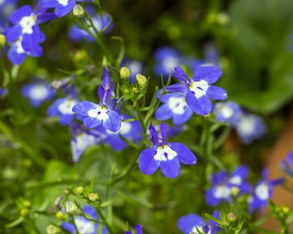六倍利图片六倍利花图片六倍利植物图片