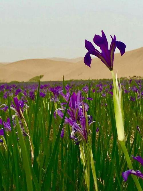 五月带着你爱的人来看马兰花